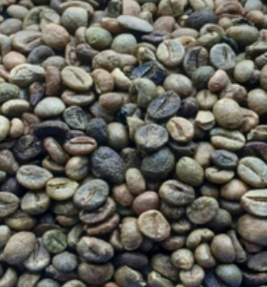 Robusta Grade 2 Screen 13 green coffee