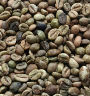 Robusta Grade 1 Screen 16 2% BB green coffee beans