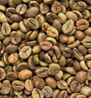 Robusta Grade 1 Screen 18 Clean green coffee beans