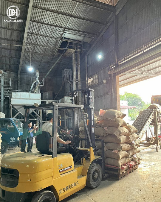 Loading green coffee bags